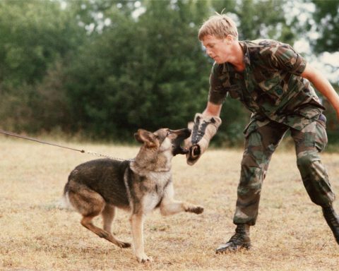 About German Shepherd Defense Training