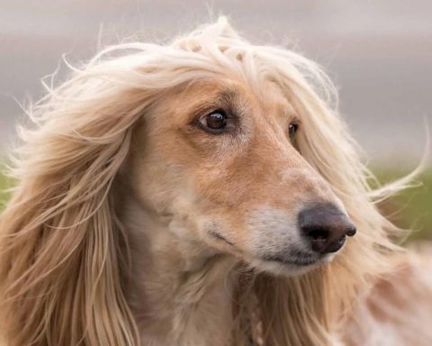 Afghan Hound