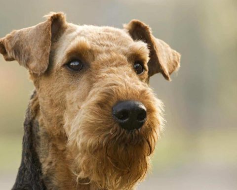 Airedale Terrier