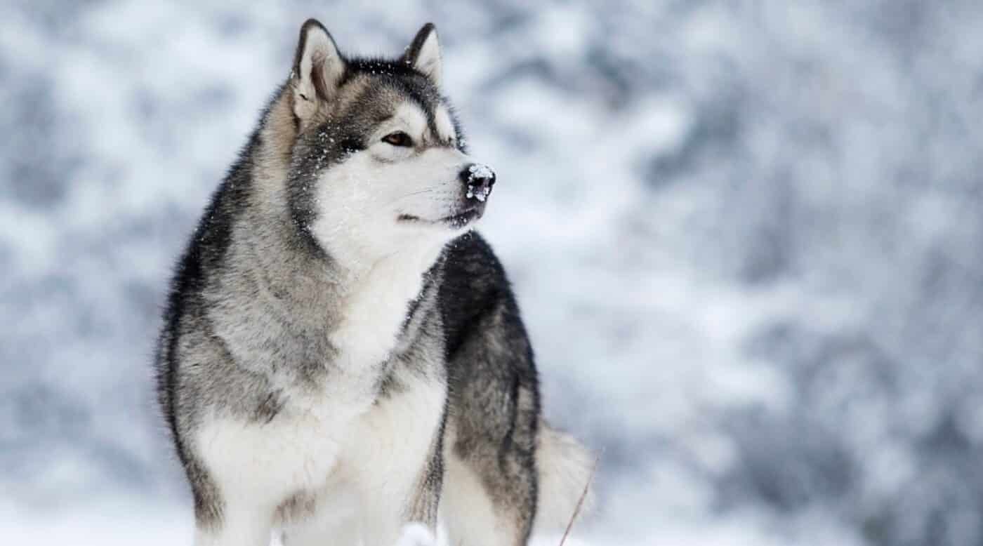 Alaskan Malamute