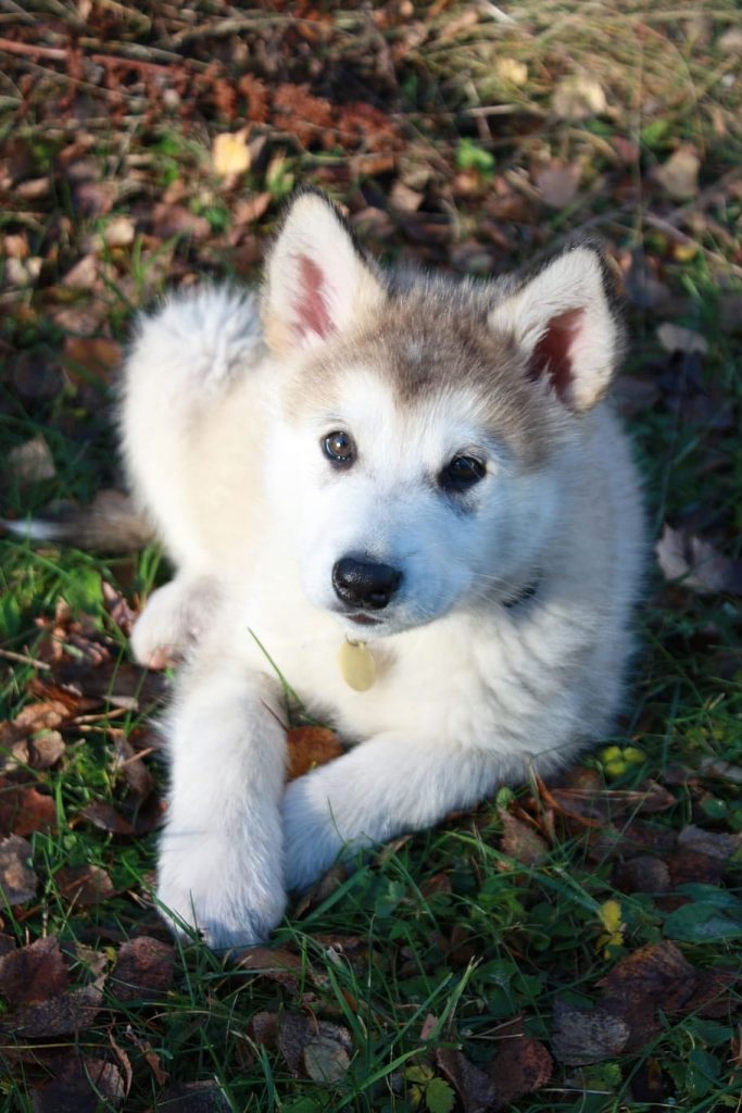 Alaskan Malamute