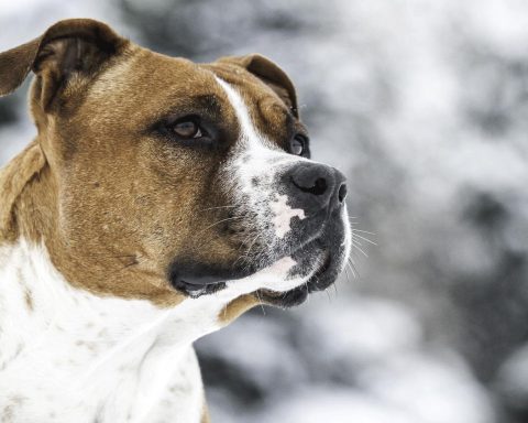 American Staffordshire Terrier