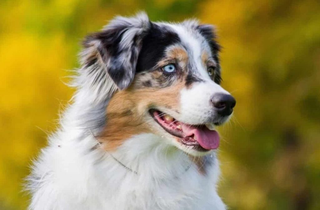 Australian Shepherd