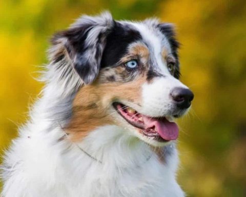 Australian Shepherd