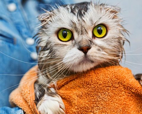 Basic bathing methods for cats