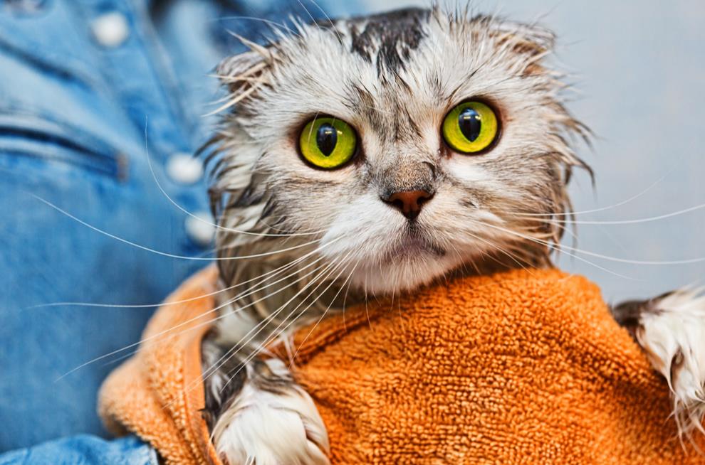 Basic bathing methods for cats