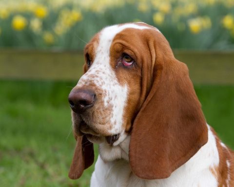 Basset Hound