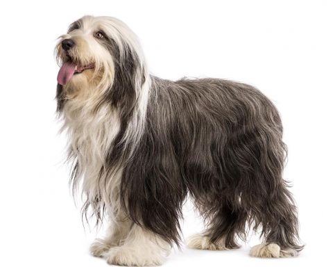 Bearded Collie