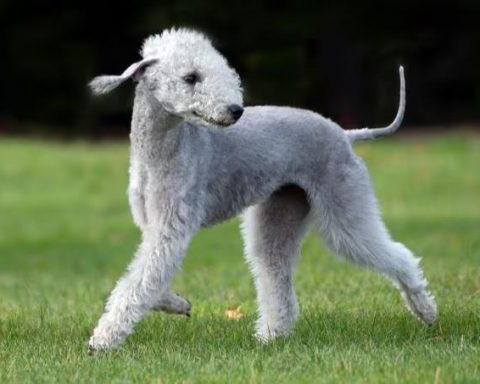 Bedlington Terrier