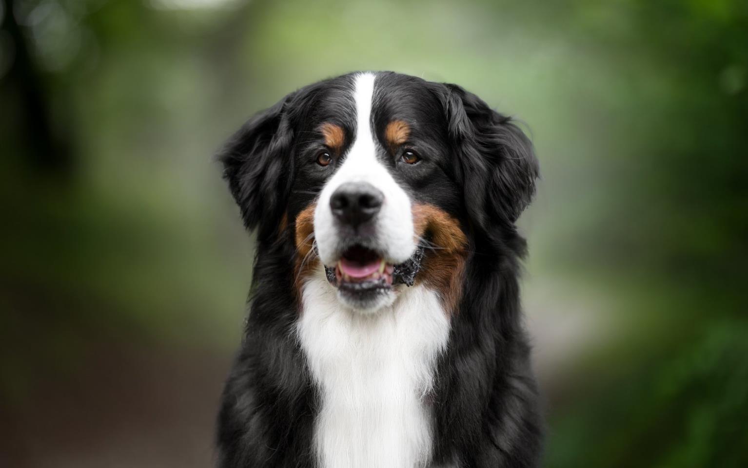 Bernese Mountain