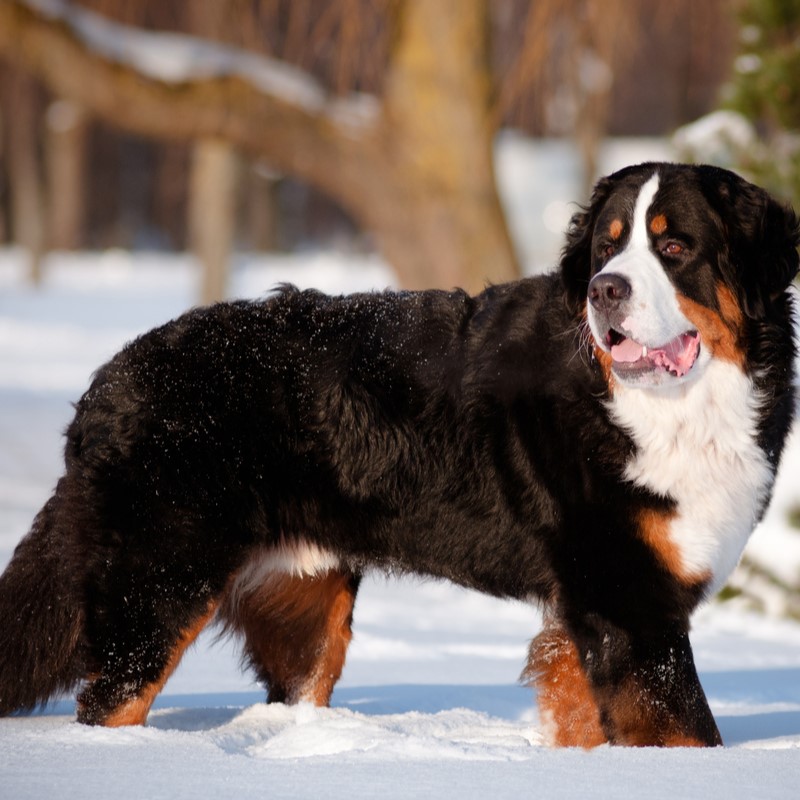 Bernese Mountain