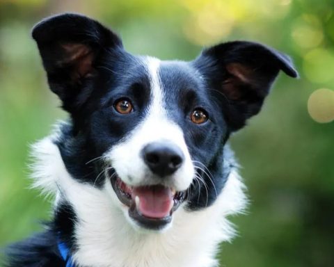 Border Collie