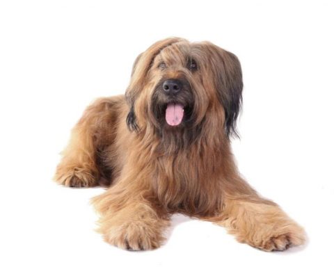 Briard