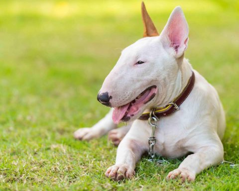 Bull Terrier