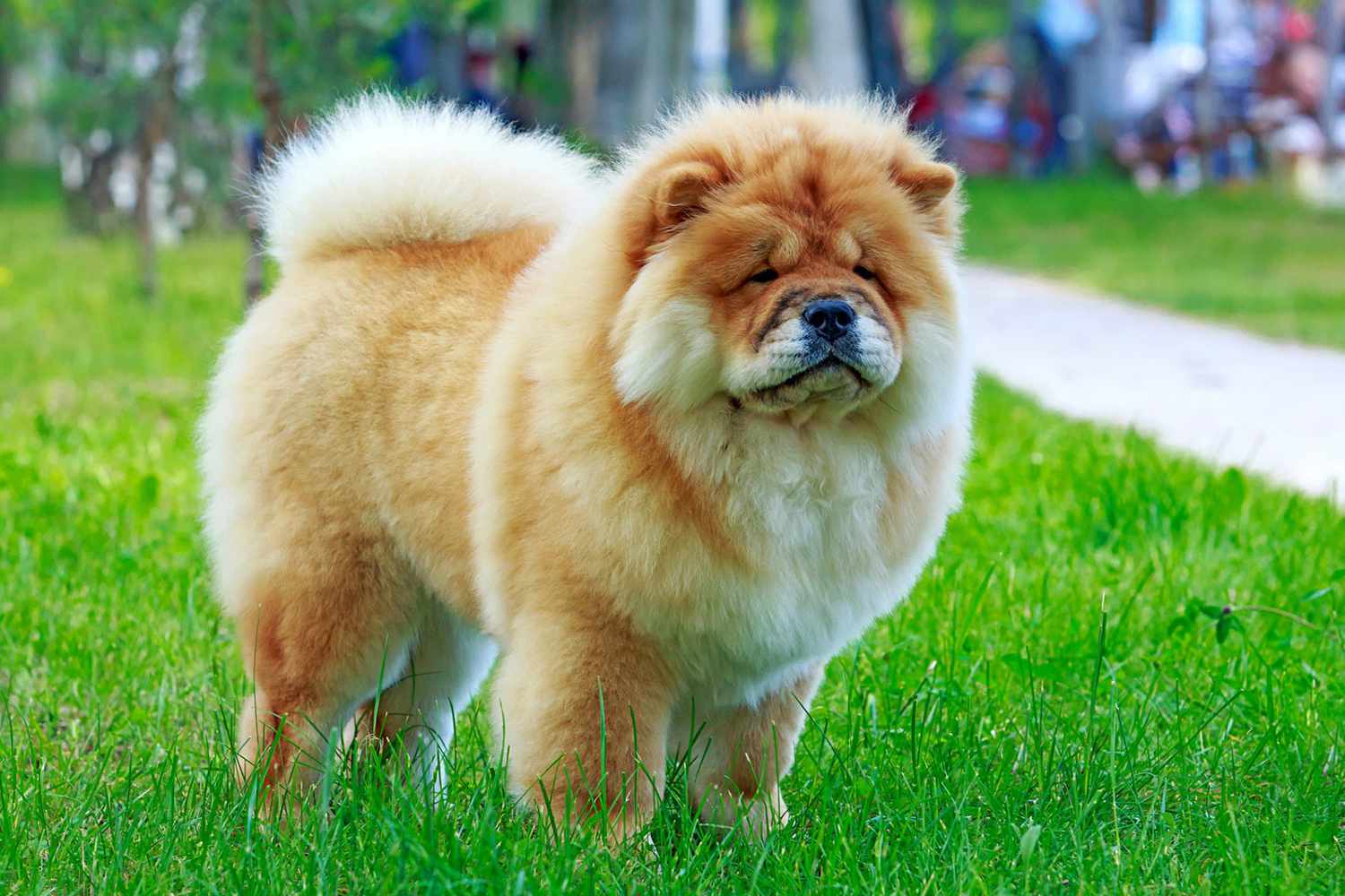 CHOWCHOW