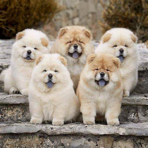 CHOWCHOW