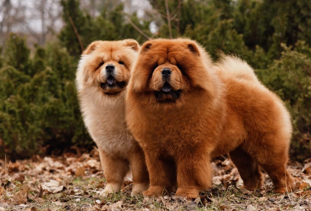 CHOWCHOW