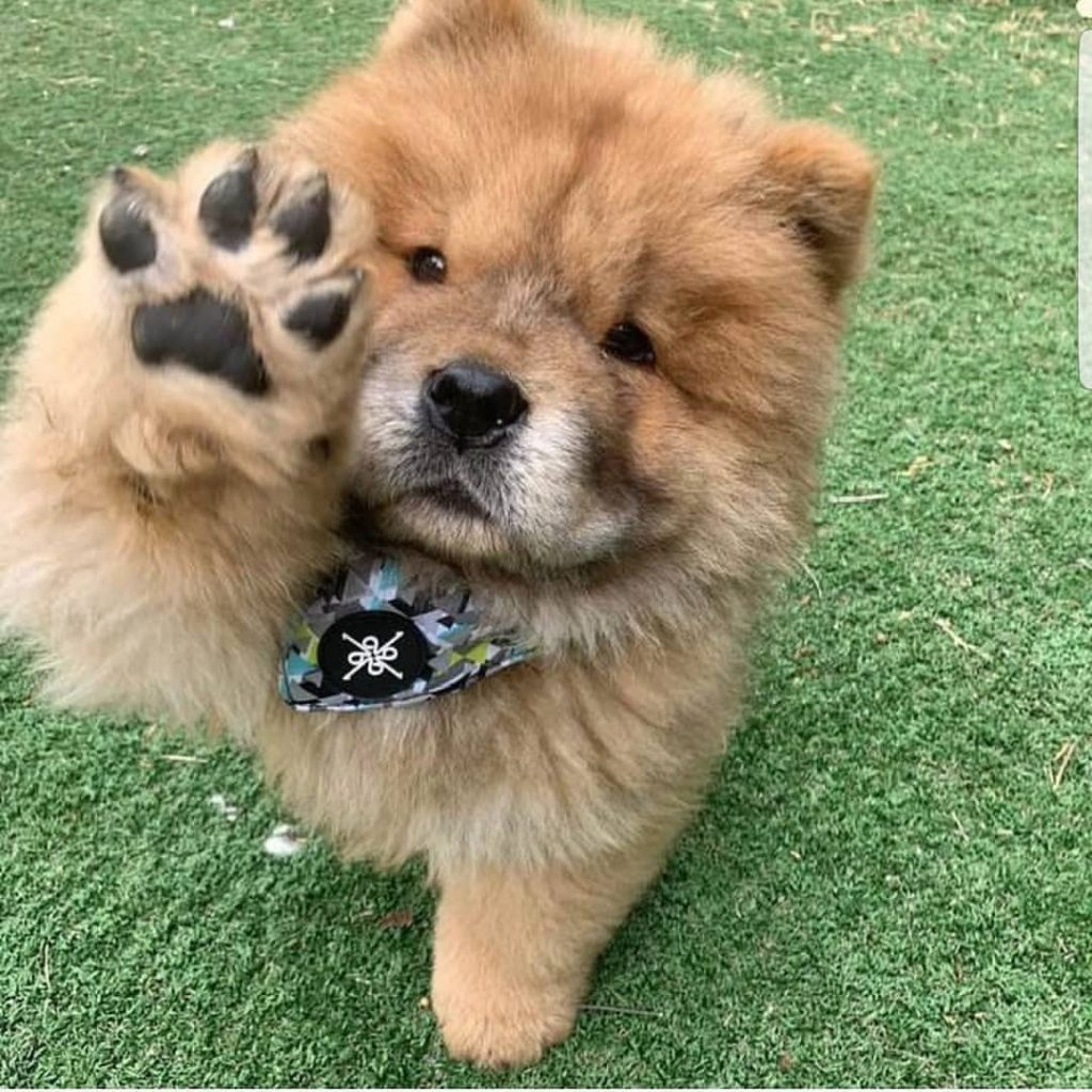 CHOWCHOW