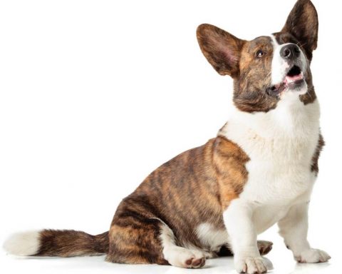 Cardigan Welsh Corgi