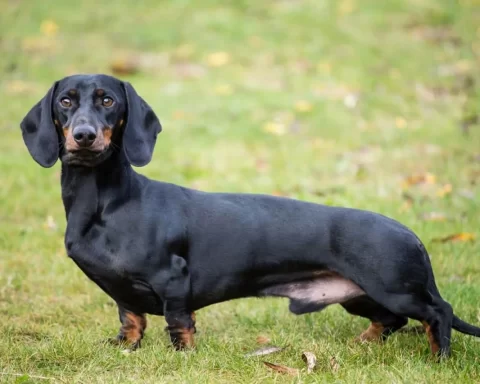 Dachshund