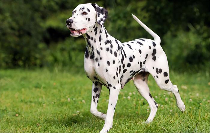 Great Dane