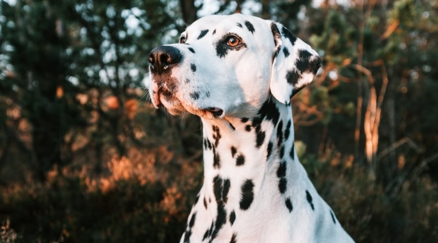 Dalmatian