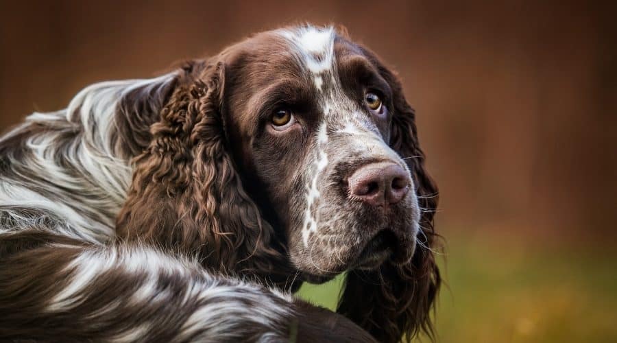 English springer spanien