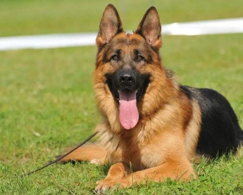 German Shepherd Dog