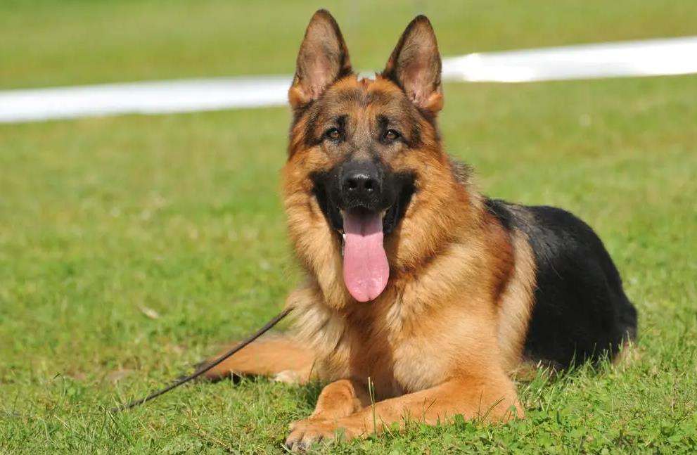 German Shepherd Dog