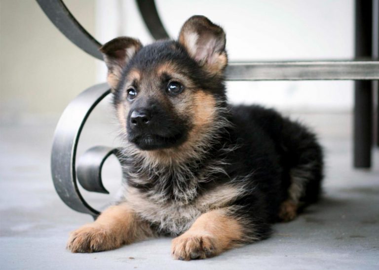 View of German Shepherd Puppy Training Methods - Dreamy Land Pets