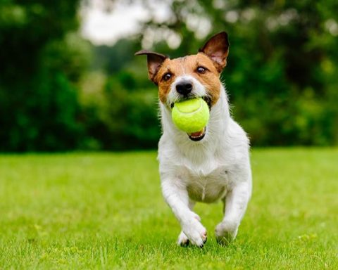 Good and Bad Games for Dog Training