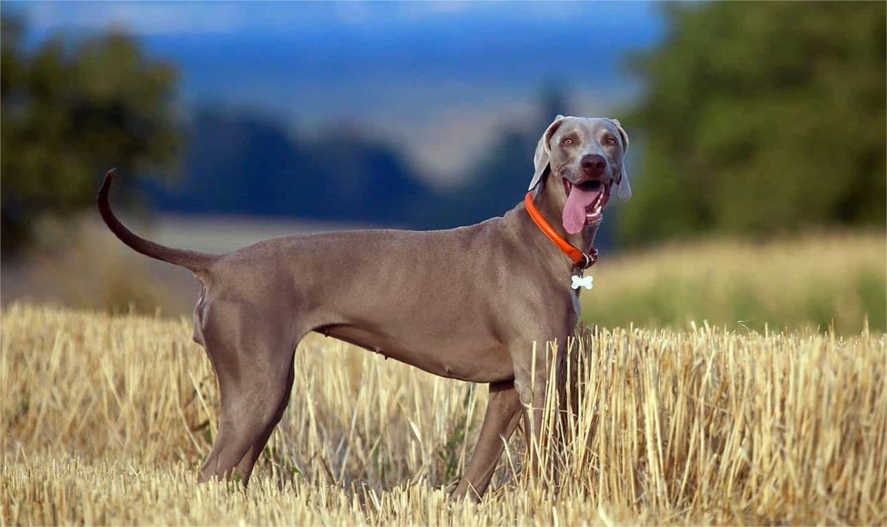 Great Dane