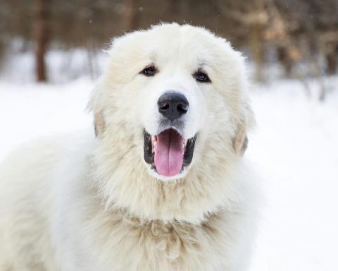 Great Pyrenees