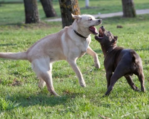 How to Separate Dogs in a Fight