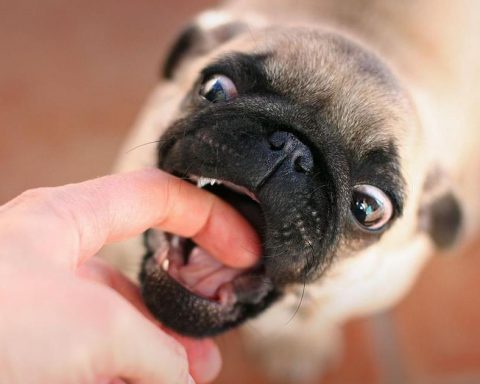 How to determine and stop dog biting behavior