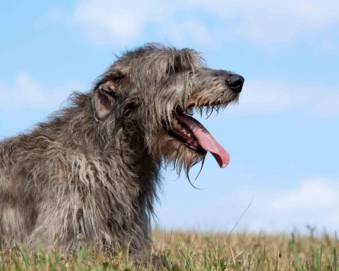 Irish Wolfhound