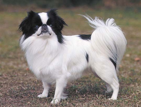 Japanese Spaniel.