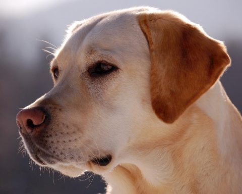 Labrador Retriever