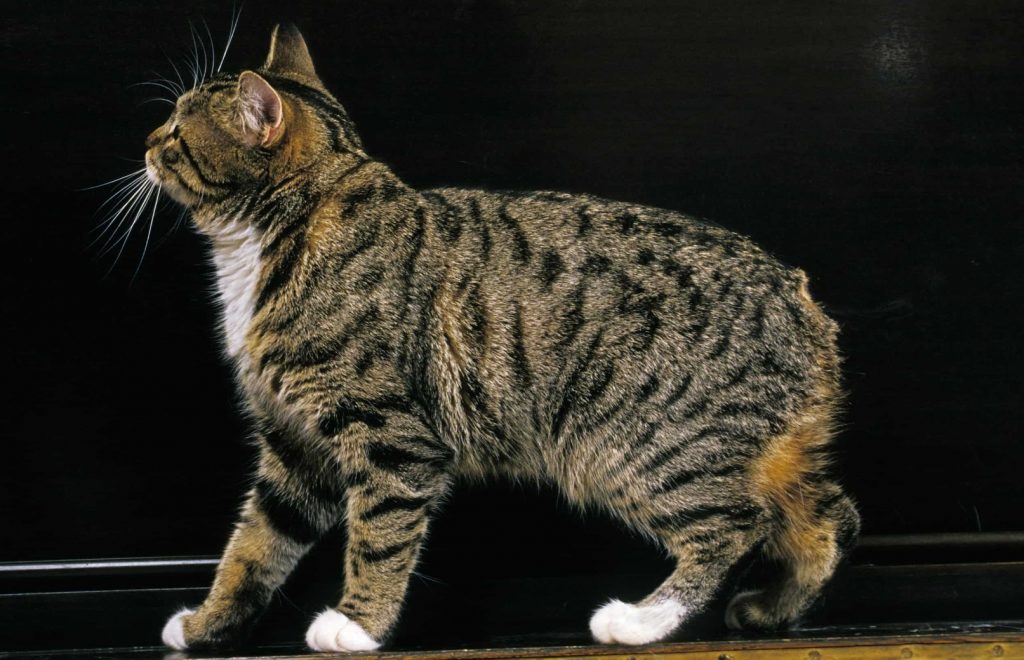 Manx cat