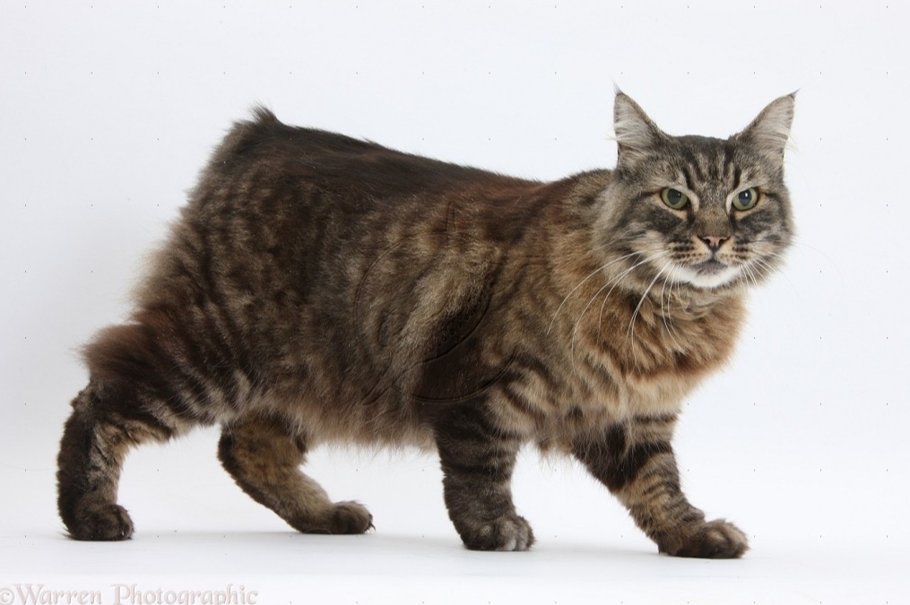 Manx cat