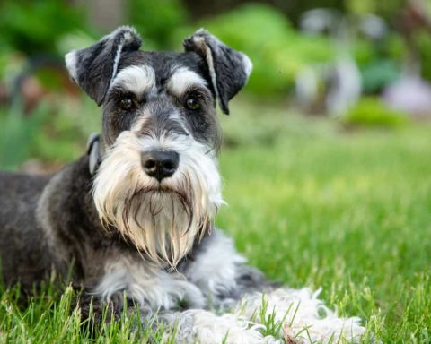 Miniature Schnauzer