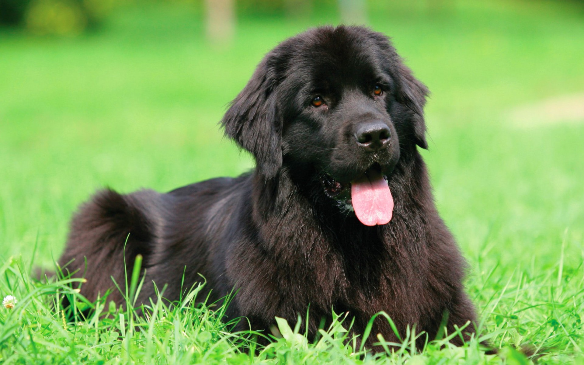 Newfoundlan dog