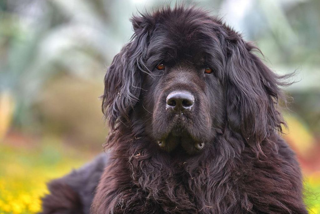 Newfoundlan dog