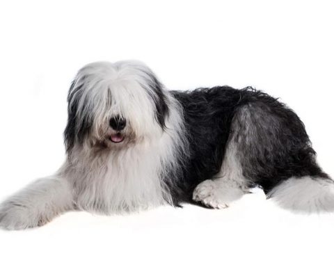 Old English Sheep dog