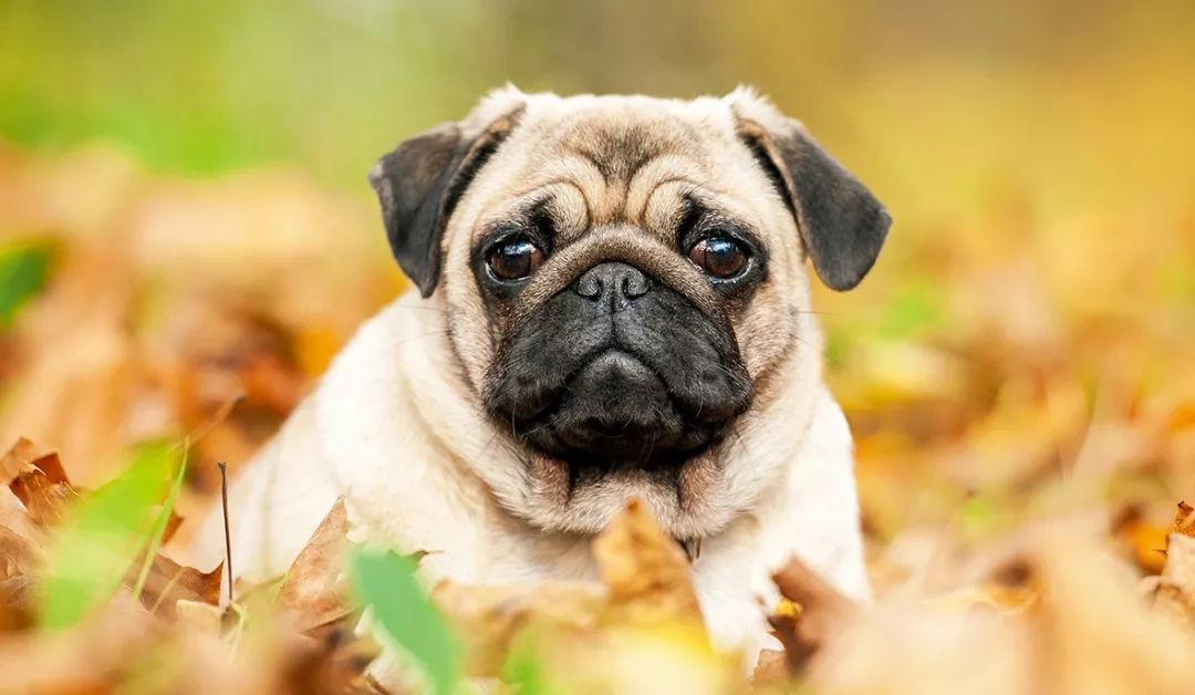 PUG, The Pekingese