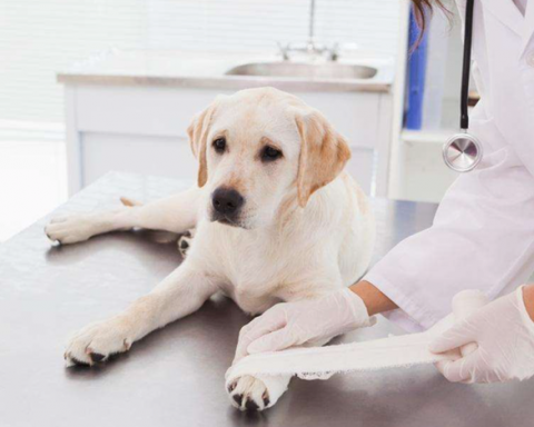 Pet First Aid Book and Common Medication Backup Chart