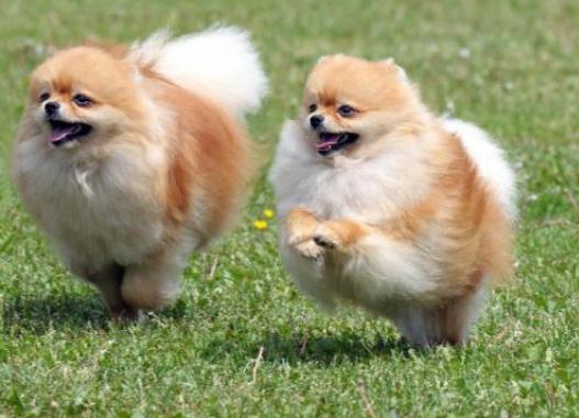 Pomeranian dog breed characteristics
