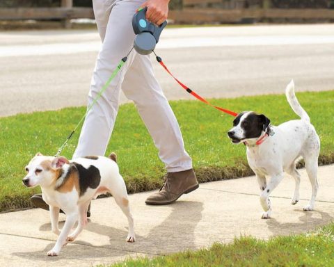 Proper use of the leash and the position of the dog