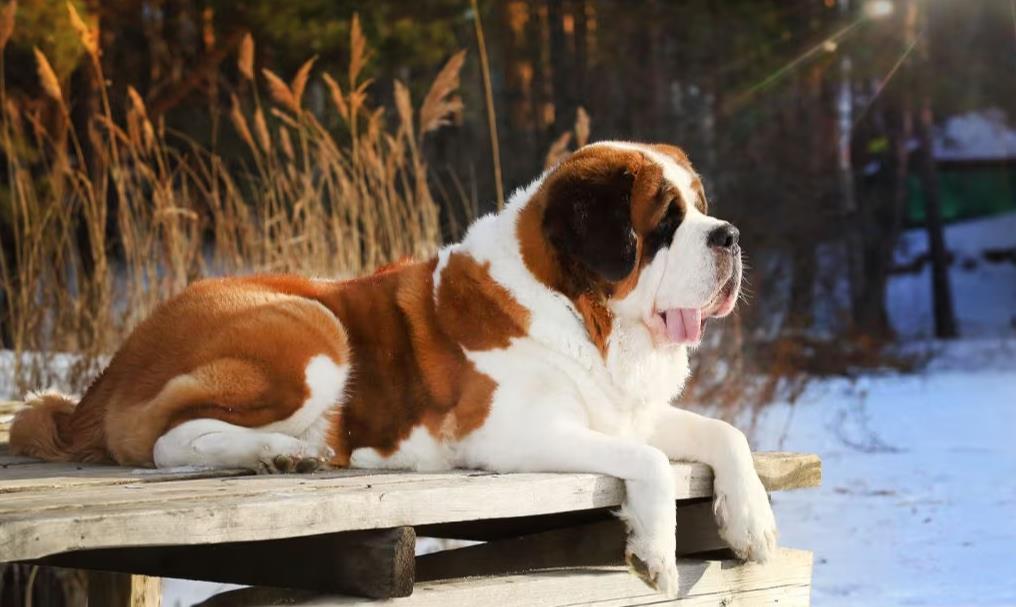 STBERNARD