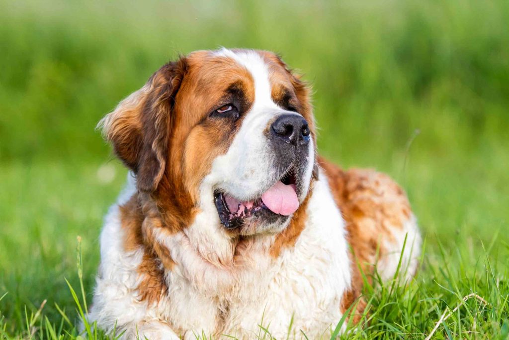 STBERNARD